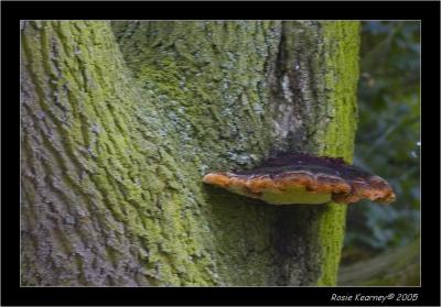 Tree fungi.jpg
