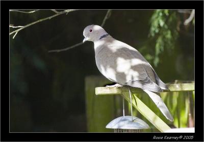 Collared Dove.jpg
