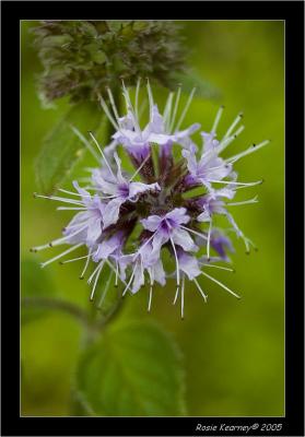 Nettle Flower.jpg