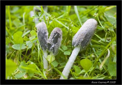 Fungi 2.jpg