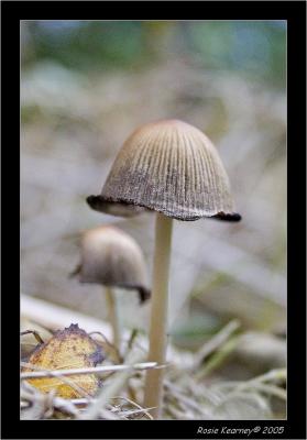 Fungi 1.jpg
