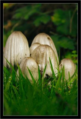 More Fungi.jpg