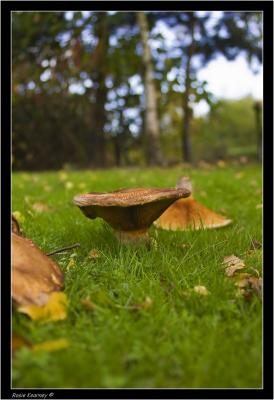Fungi 1 (10).jpg