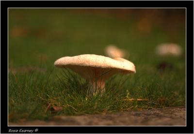 Fungi 1 (2).jpg