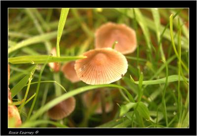 Fungi 1 (5).jpg
