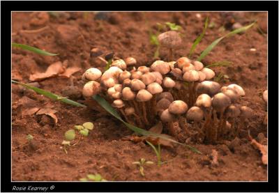 Fungi 1 (8).jpg