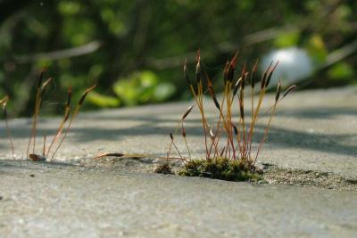 Weed in Paving.JPG