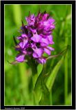 Early Purple Orchid.jpg