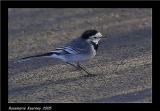 Pied Wagtail.jpg