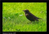 Baby Starling.jpg