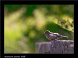 house sparrow.jpg