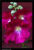 Red Hollyhock.jpg