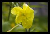 evening primrose.jpg