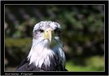 Bald eagle