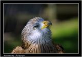 Red kite