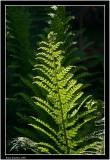 Fern in sunlight.jpg