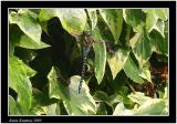 southern hawker.jpg