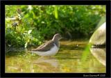 common sandpiper.JPG