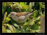 whitethroat.jpg