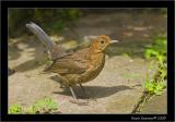 baby blackbird.jpg