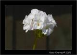 White Geranium.jpg