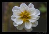 White Dhalia.jpg