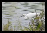 Little Egret.jpg