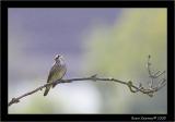 spotted flycatcher2.jpg