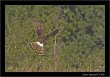 Hunting Hen harrier.jpg