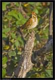 reed bunting.jpg