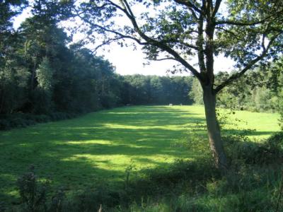 Side-scene meadow
