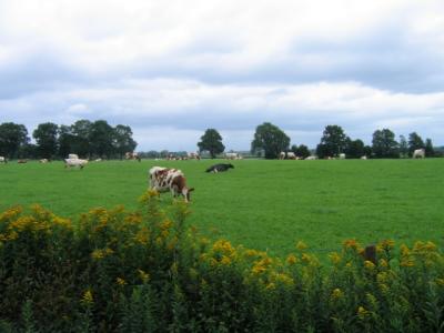 Rijn-IJssel  milk cows