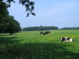 Frisian cows
