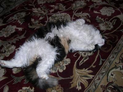 Cat on an Oriental rug
