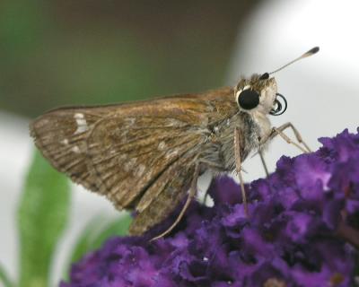 abutterflytongue.jpg
