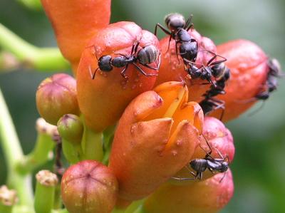 antstrumpetvine.jpg