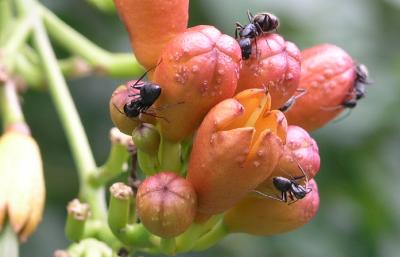 antstrumpetvine4.jpg