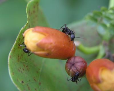 ants.jpg