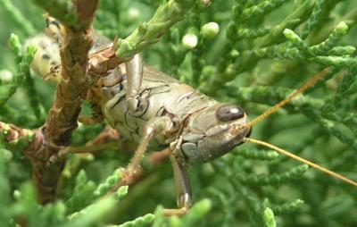 grasshopperworld.jpg