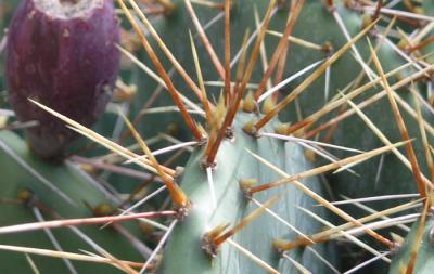 cactus3.jpg