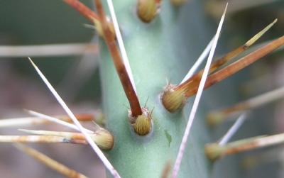 cactus5.jpg