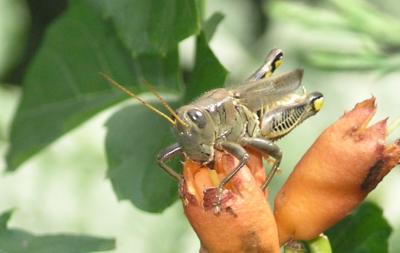 grasshopperbuffet.jpg