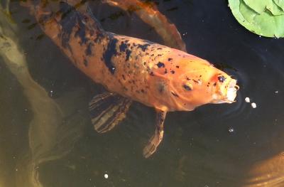 fishmouthweb.jpg