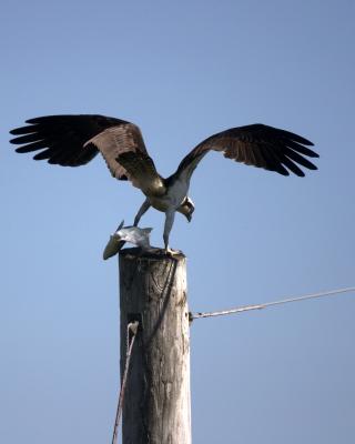 osprey lunch.jpg
