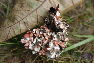 leaflichen00_RJ.JPG