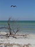 Honeymoon Island02.jpg