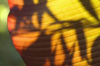 Leaf Shadow