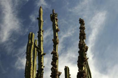 the sagrada cacti