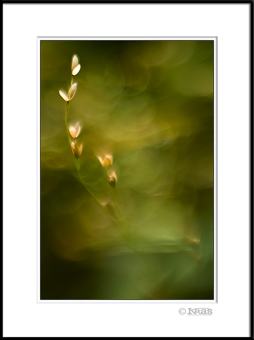 Grass 7