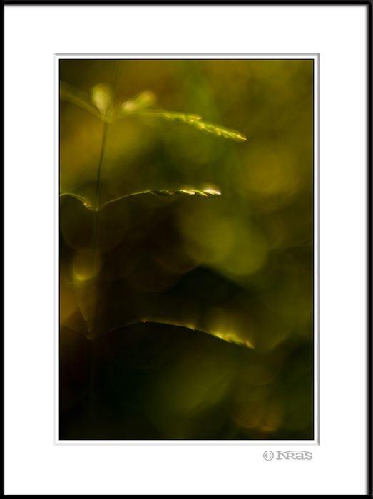 Grass 9